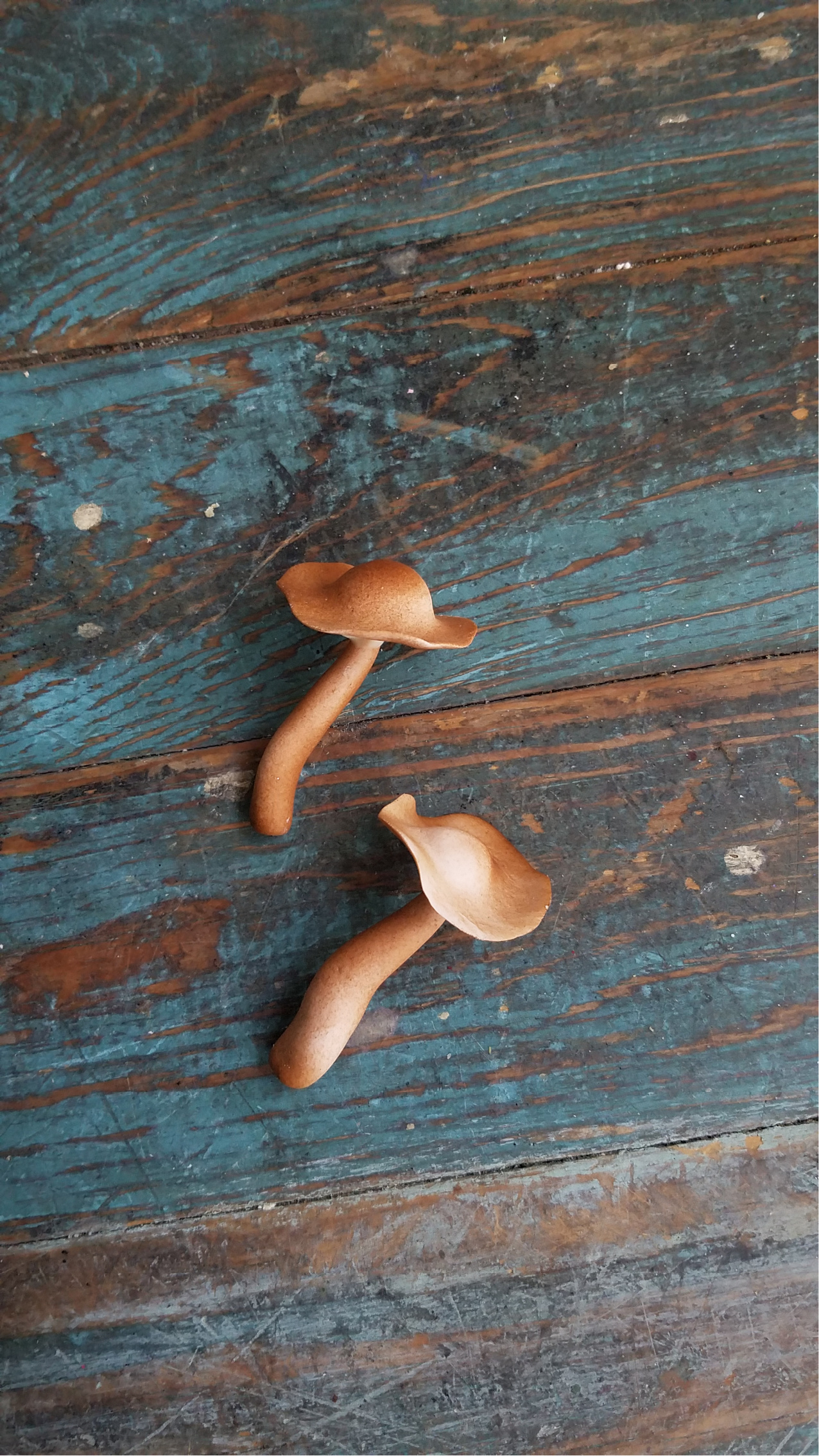 mushrooms sugar